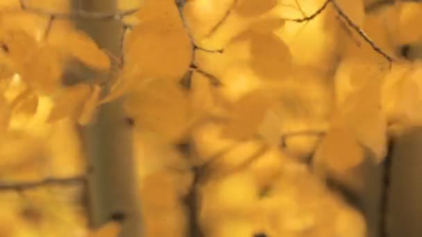 Primer plano de las hojas de oro aspens en el otoño . — Vídeos de Stock