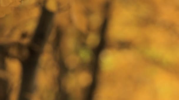 Gros plan sur les feuilles d'or des trembles à l'automne .