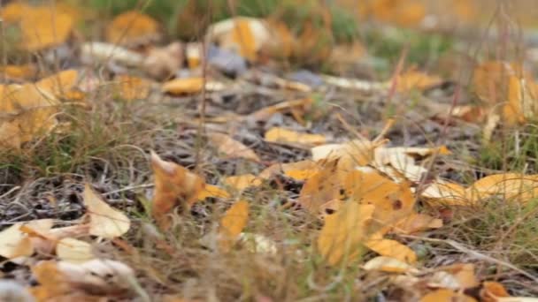 Hojas de álamo amarillo en suelo forestal . — Vídeos de Stock