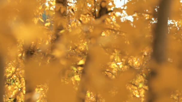 Primer plano de las hojas de oro aspens en el otoño . — Vídeo de stock