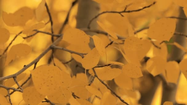 在秋天的白杨树黄金叶子特写. — 图库视频影像