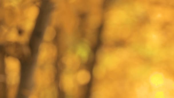 Primer plano de las hojas de oro aspens en el otoño . — Vídeos de Stock