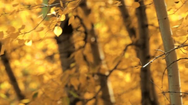 Gros plan sur les feuilles d'or des trembles à l'automne .