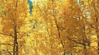 Aspens altın yaprakları sonbaharda yakın çekim.