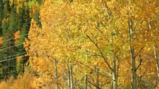 Zár-megjelöl-ból aspens arany levelek ősszel. — Stock videók