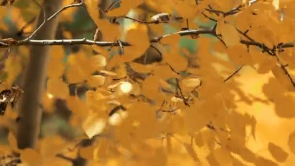 Primer plano de las hojas de oro aspens en el otoño . — Vídeo de stock