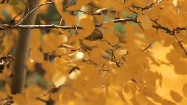 Primer plano de las hojas de oro aspens en el otoño . — Vídeos de Stock