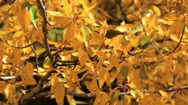 Primo piano di foglie d'oro di pennarelli nell'autunno . — Video Stock