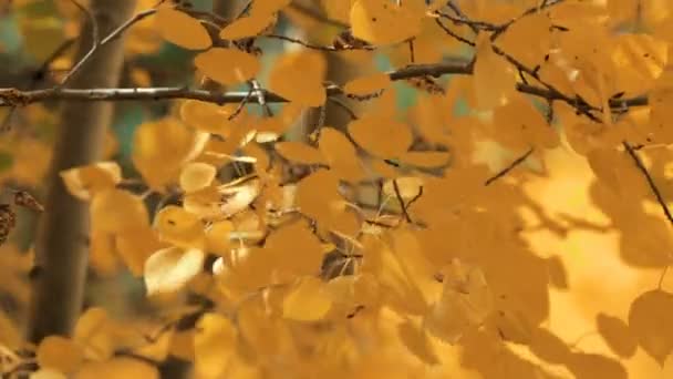 Zblízka osik zlaté listí na podzim. — Stock video