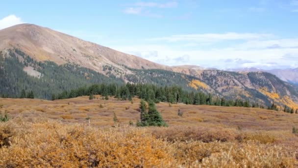 Amarelo aspens na floresta alpina — Vídeo de Stock