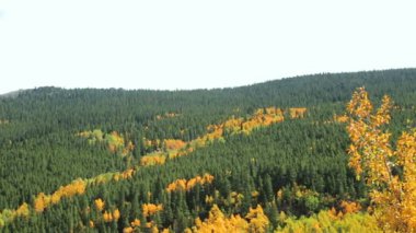 Alp ormandaki sarı aspens