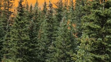 Alp ormandaki sarı aspens