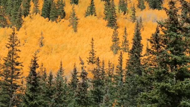Aspens amarillos en bosque alpino — Vídeo de stock