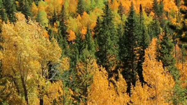 Aspens amarillos en bosque alpino — Vídeo de stock