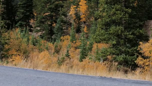 Aspens amarillos en bosque alpino — Vídeo de stock