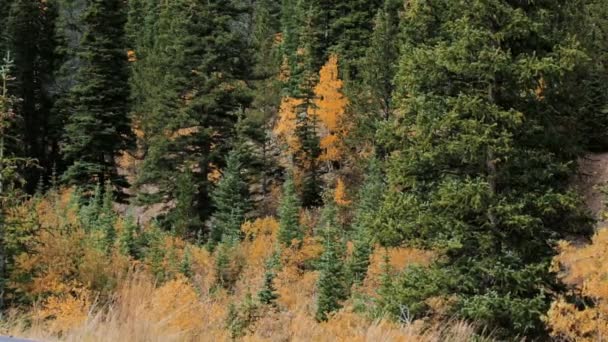 Aspens amarillos en bosque alpino — Vídeo de stock