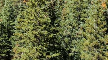 Alp ormandaki sarı aspens