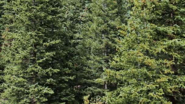 Žlutá osik v alpských lesů — Stock video