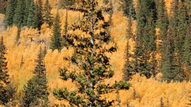 Aspens amarillos en bosque alpino — Vídeos de Stock