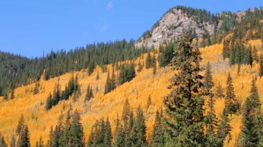 Alp ormandaki sarı aspens