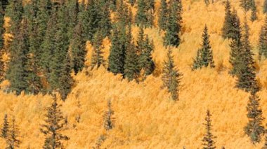 Alp ormandaki sarı aspens