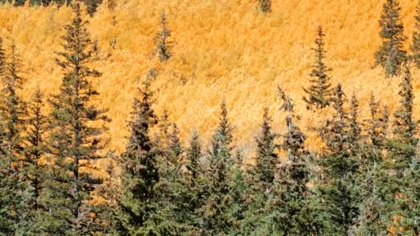 Amarelo aspens na floresta alpina — Vídeo de Stock