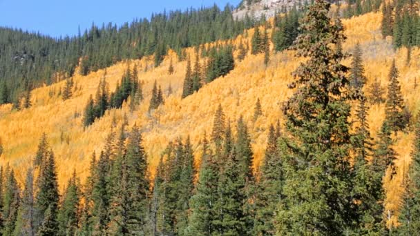 Yellow aspens in alpine forest — Stock Video
