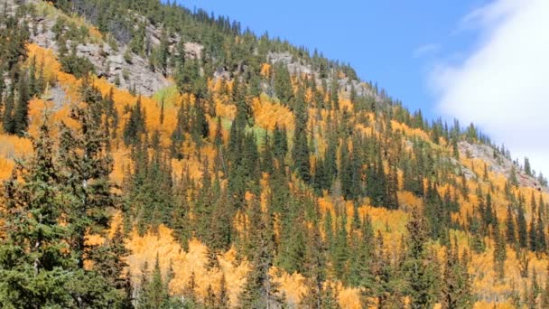 Aspens amarillos en bosque alpino — Vídeos de Stock