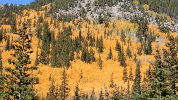 Yellow aspens in alpine forest — Stock Video