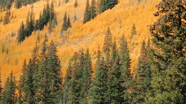 Yellow aspens in alpine forest — Stock Video