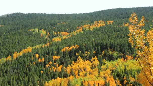 Yellow aspens in alpine forest — Stock Video