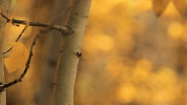 Gros plan sur les feuilles d'or des trembles à l'automne . — Video