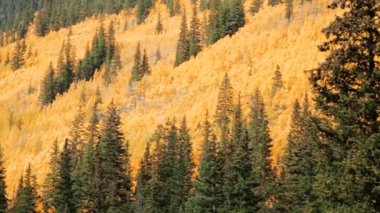 Alp ormandaki sarı aspens