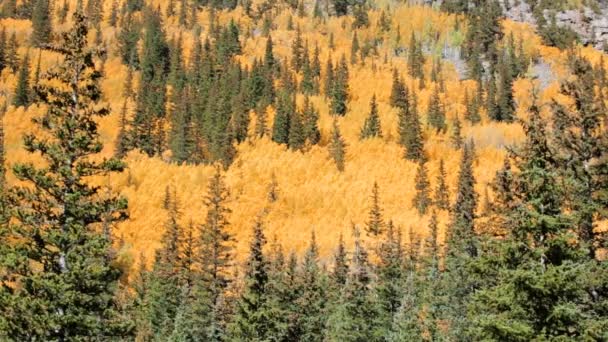 Yellow aspens in alpine forest — Stock Video