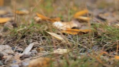 Sarı aspen orman yere bırakır.