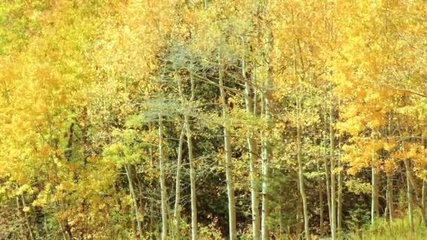 Aspens amarillos en bosque alpino — Vídeos de Stock