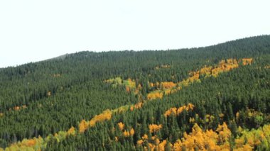 Alp ormandaki sarı aspens