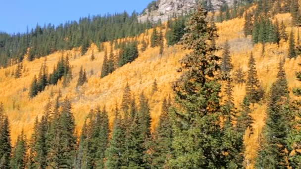 Aspens amarillos en bosque alpino — Vídeo de stock