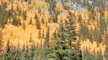 Alp ormandaki sarı aspens