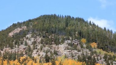 Alp ormandaki sarı aspens