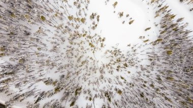 Kışın dağ orman.