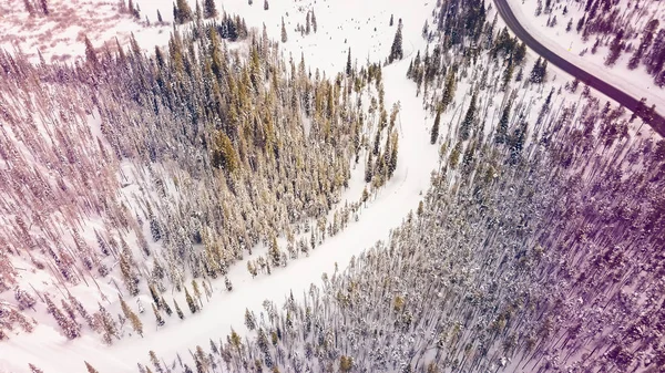 Bosque alpino en invierno . — Foto de Stock