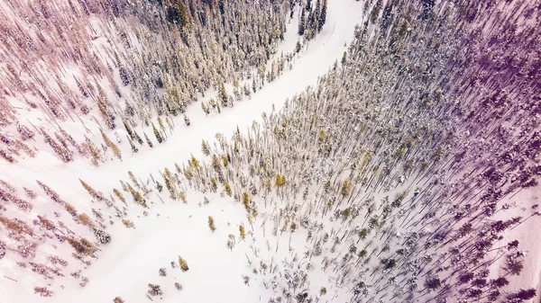 Lasu alpejskiego w zimie. — Zdjęcie stockowe