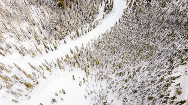 Bosque alpino en invierno . — Foto de Stock