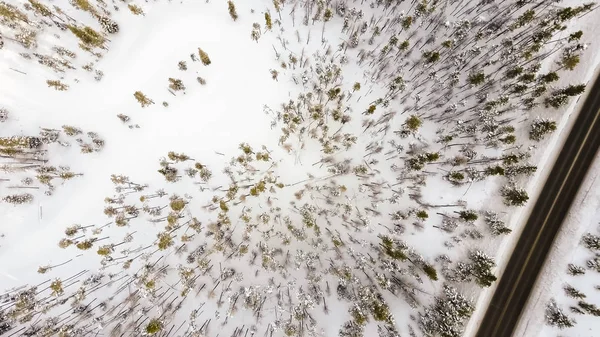 Forêt alpine en hiver . — Photo