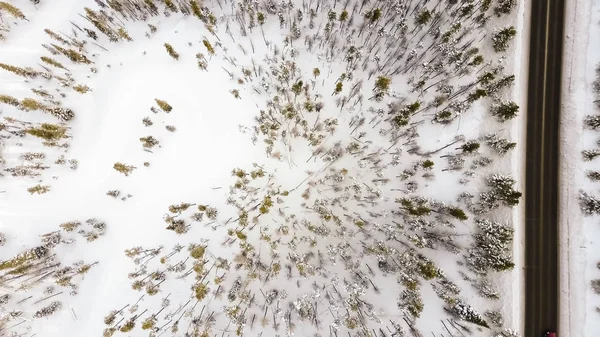 Forêt alpine en hiver . — Photo