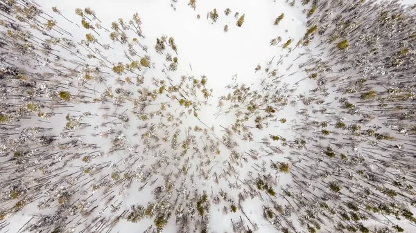 Bosque alpino en invierno . —  Fotos de Stock