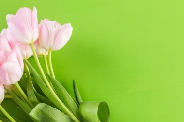 Pembe Lale görünümü