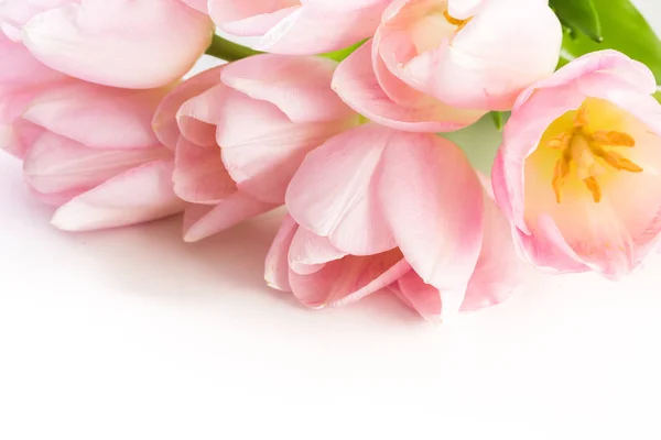 Розовые тюльпаны — стоковое фото