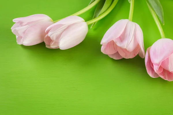 Tulipanes rosa claro — Foto de Stock